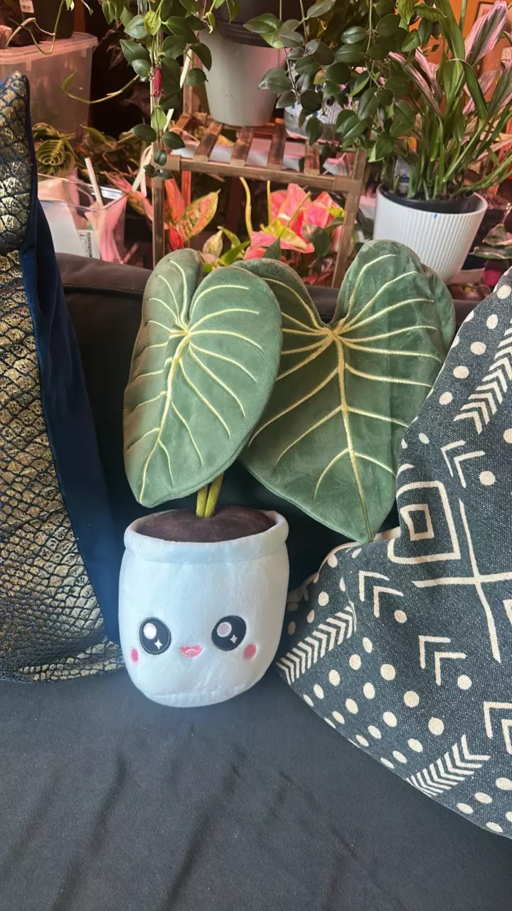 Philodendron Gloriosum Plushie thumbnail
