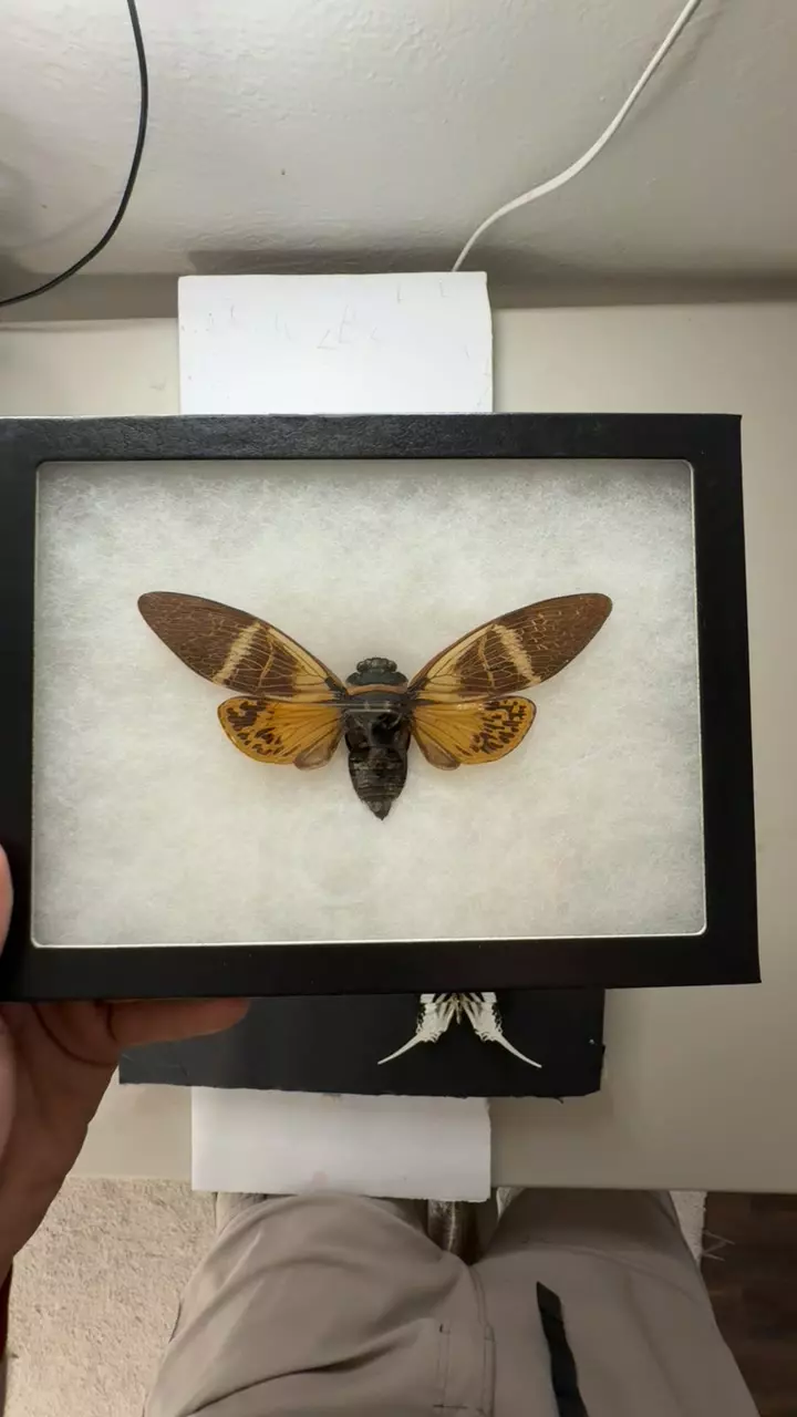 cicada in 6x8 thumbnail