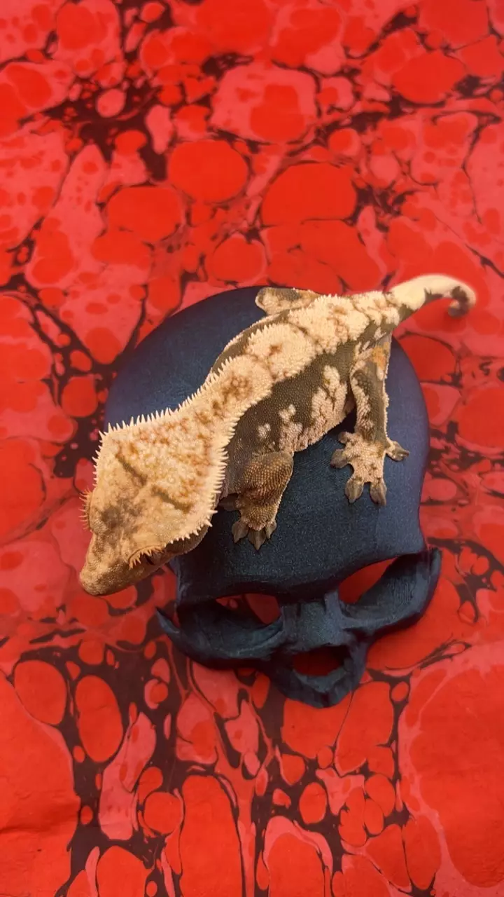 crestopia creamy dark base late 2024 F thumbnail