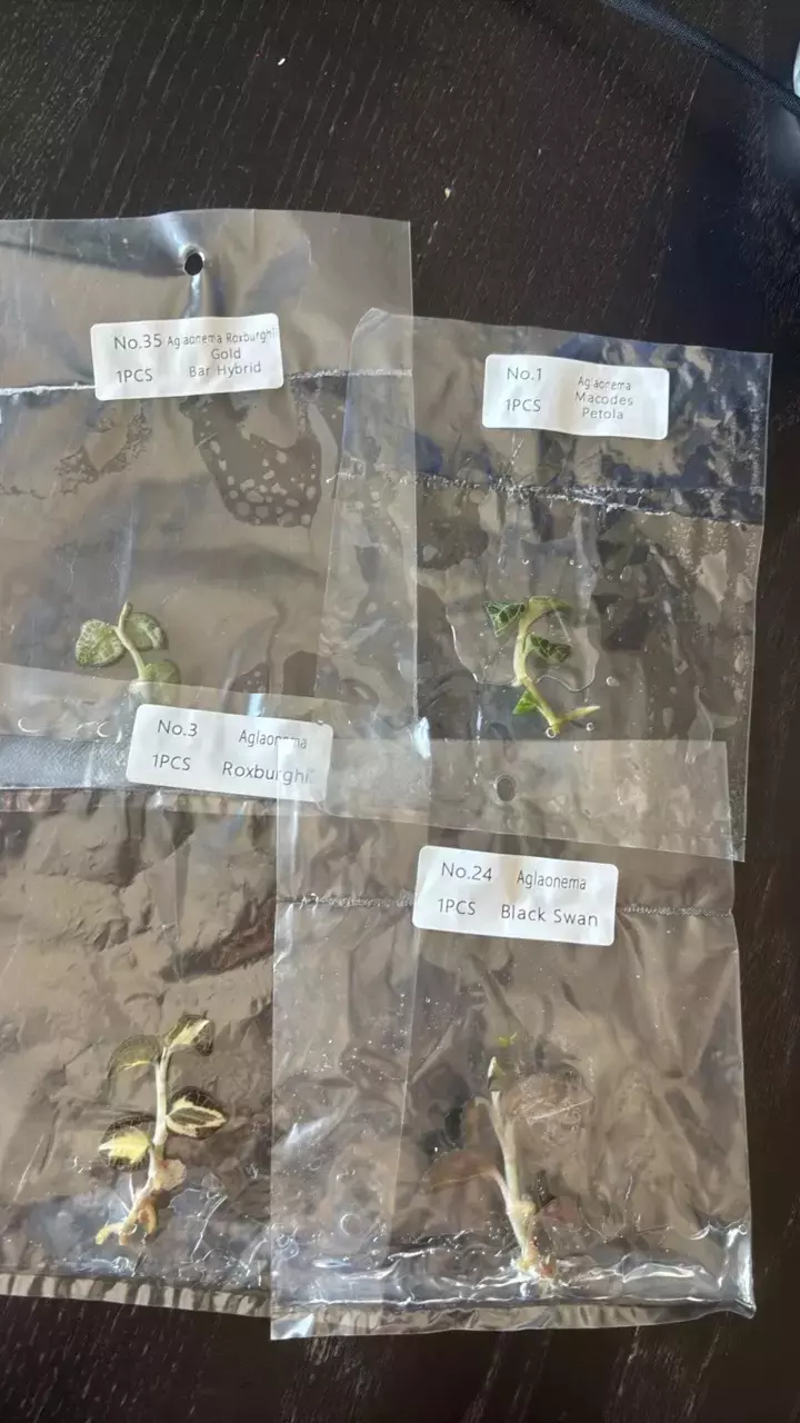 Jewel orchid 4 pack! TISSUE CULTURE thumbnail