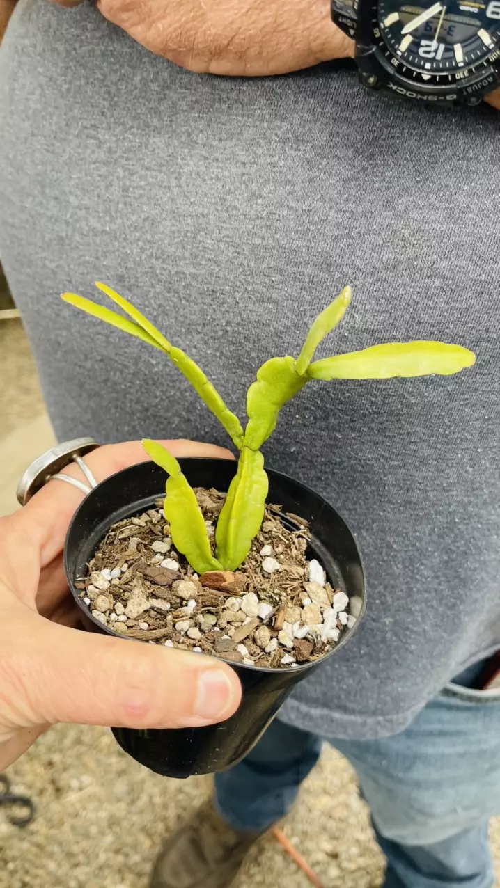 Rhipsalis Micrantha ssp. Rauhiorum  3” thumbnail