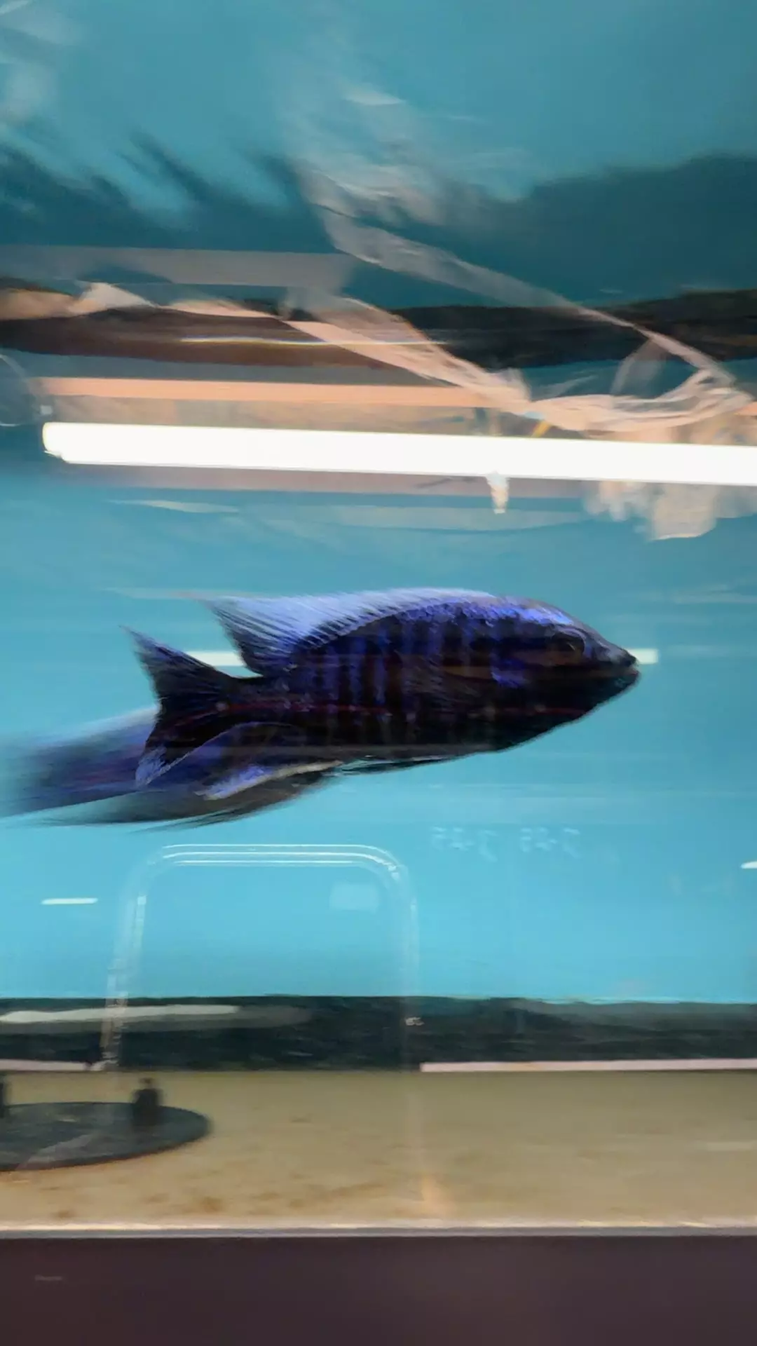 mlotos not exact fish thumbnail