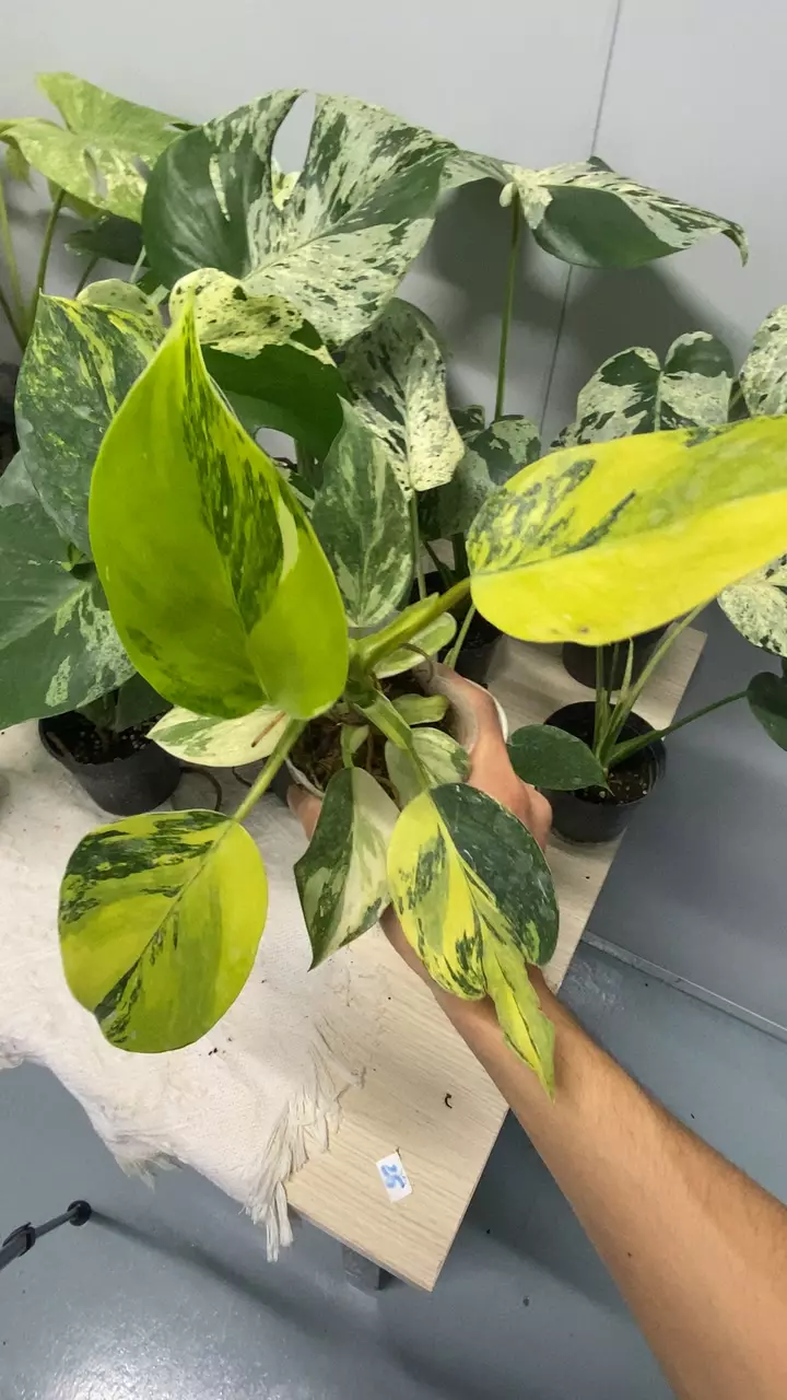 Philo White Wizard tricolor-seller's choice thumbnail