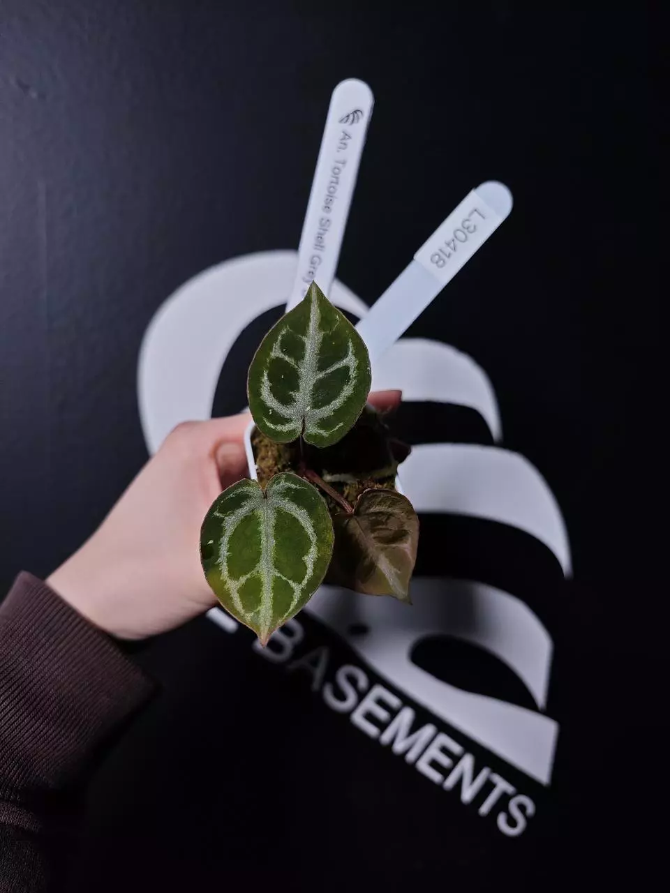 L30418-Anthurium Tortoise Shell Grey S1 thumbnail