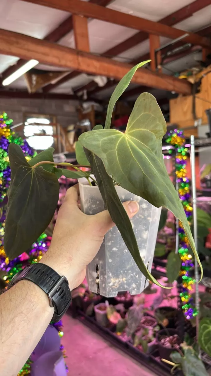 F255 (Carla x BVEP) X Midnight Velvet thumbnail