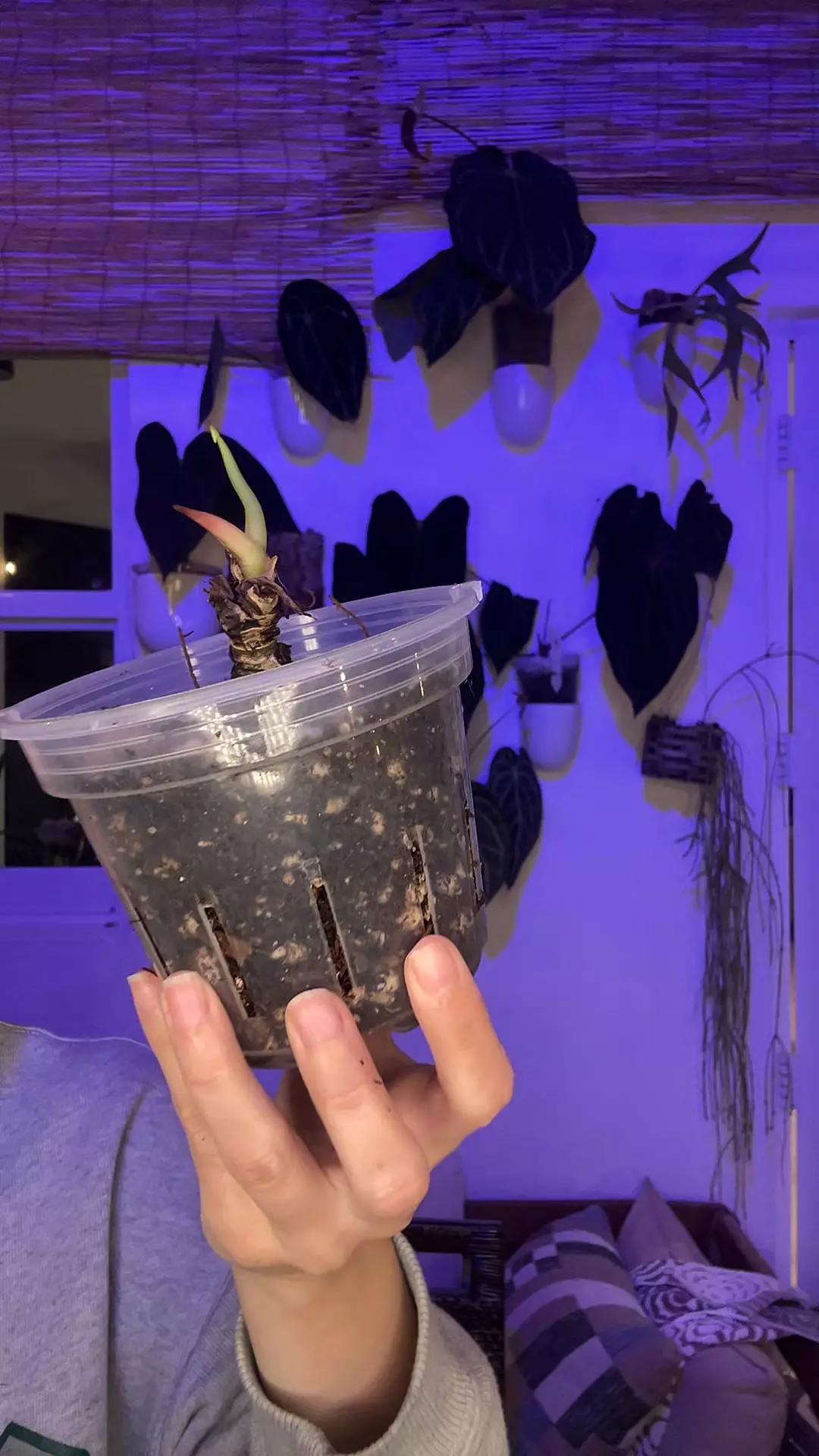 Mystery Stump #5 thumbnail