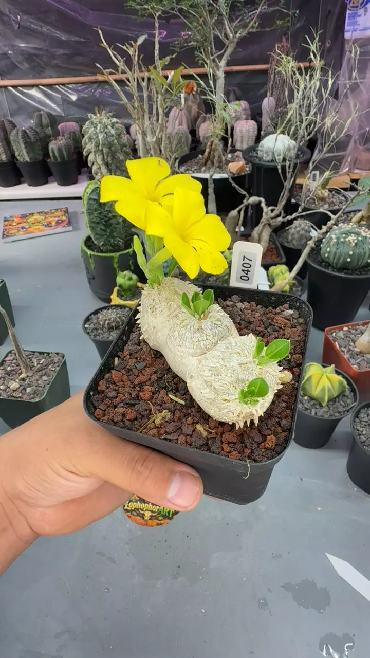 0407 Pachypodium Brevicaule thumbnail