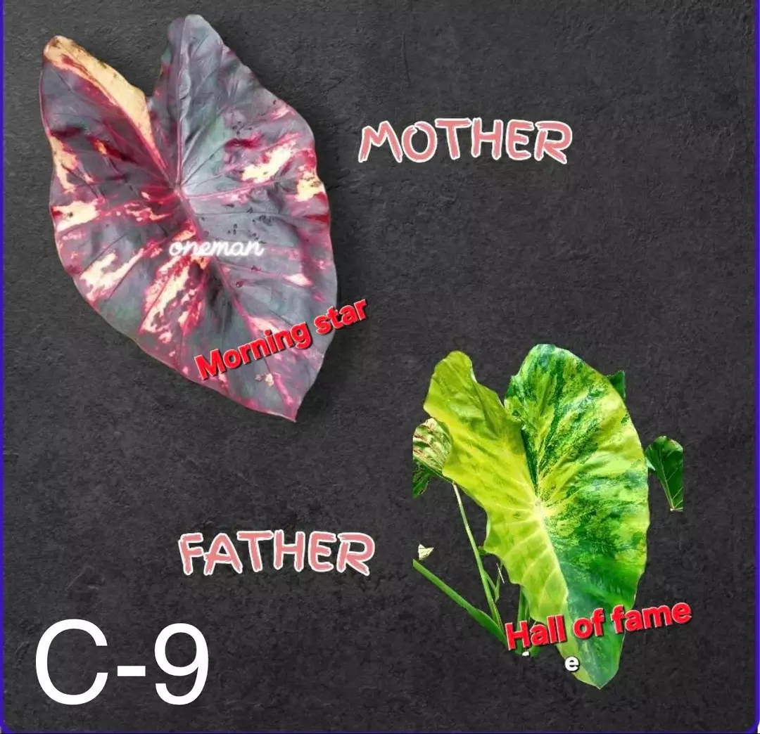 NEW VARIETY c9 Colocasia seeds thumbnail