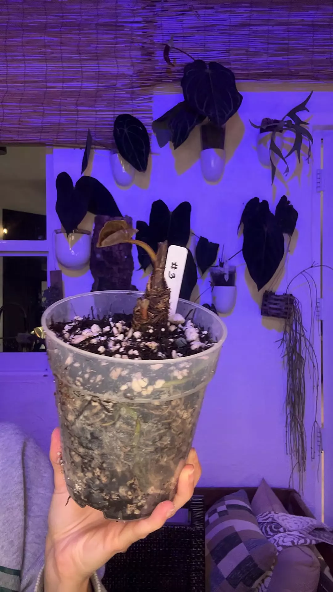 Mystery Stump #3 thumbnail