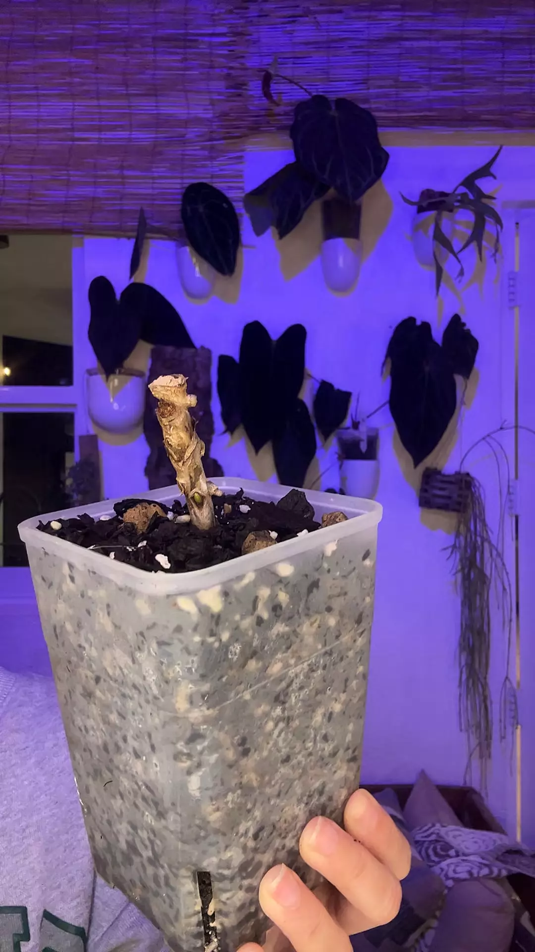 Mystery Stump #6 thumbnail