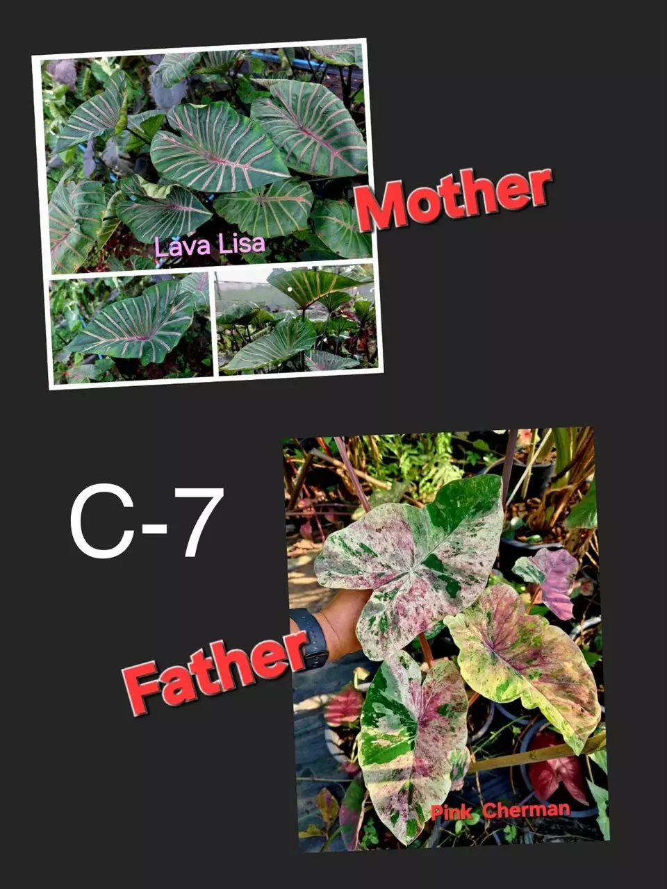 NEW VARIETY c7 Colocasia seeds thumbnail