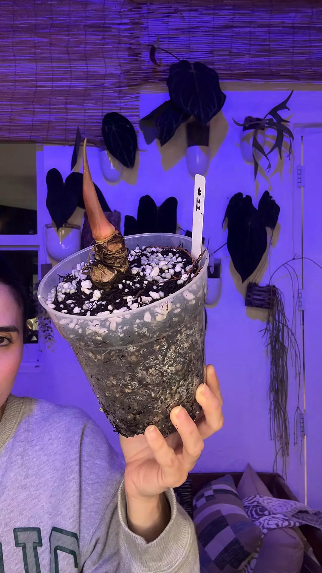 Mystery Stump #11 thumbnail