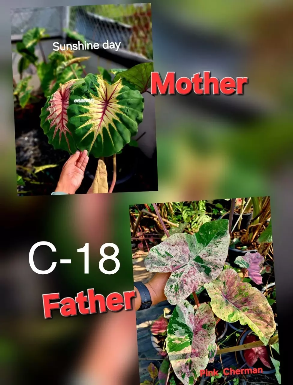 NEW VARIETY c18 Colocasia seeds thumbnail