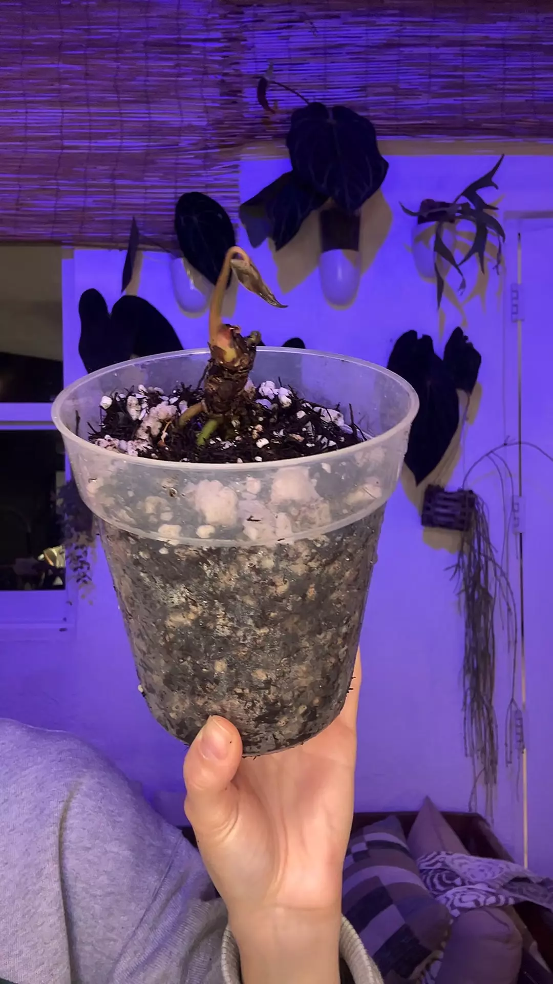 Mystery Stump #12 thumbnail