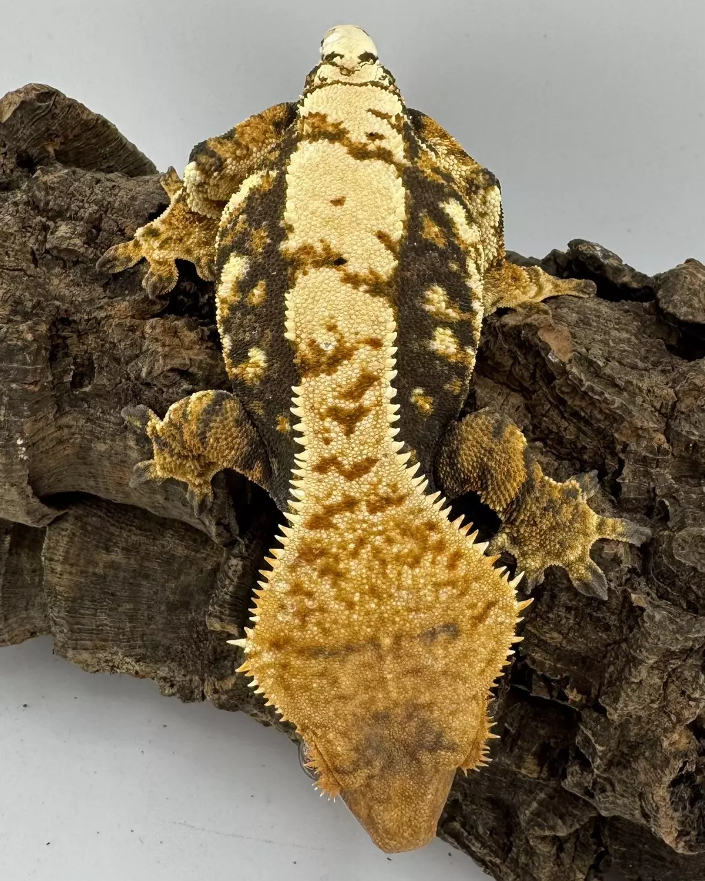 Dior 38g Tricolor AJD Female Midas & Emily female thumbnail