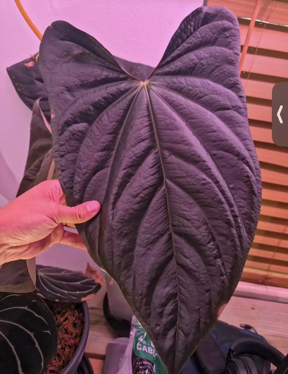 (BVEP 2x Black Panama) x “Kitchen” Carla (RA un-numbered) thumbnail