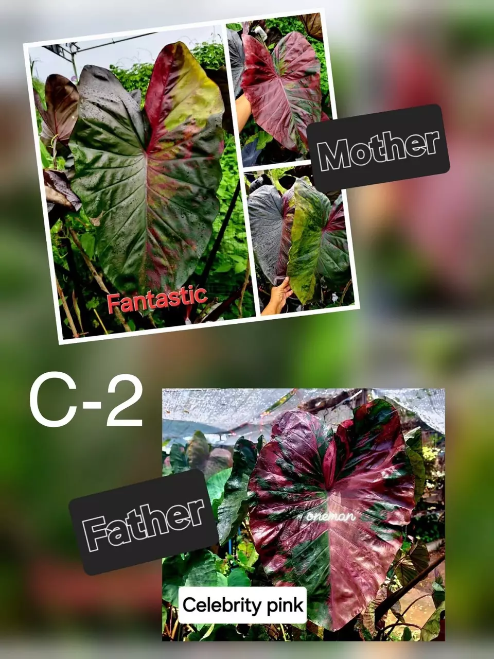 NEW VARIETY c2 Colocasia seeds thumbnail