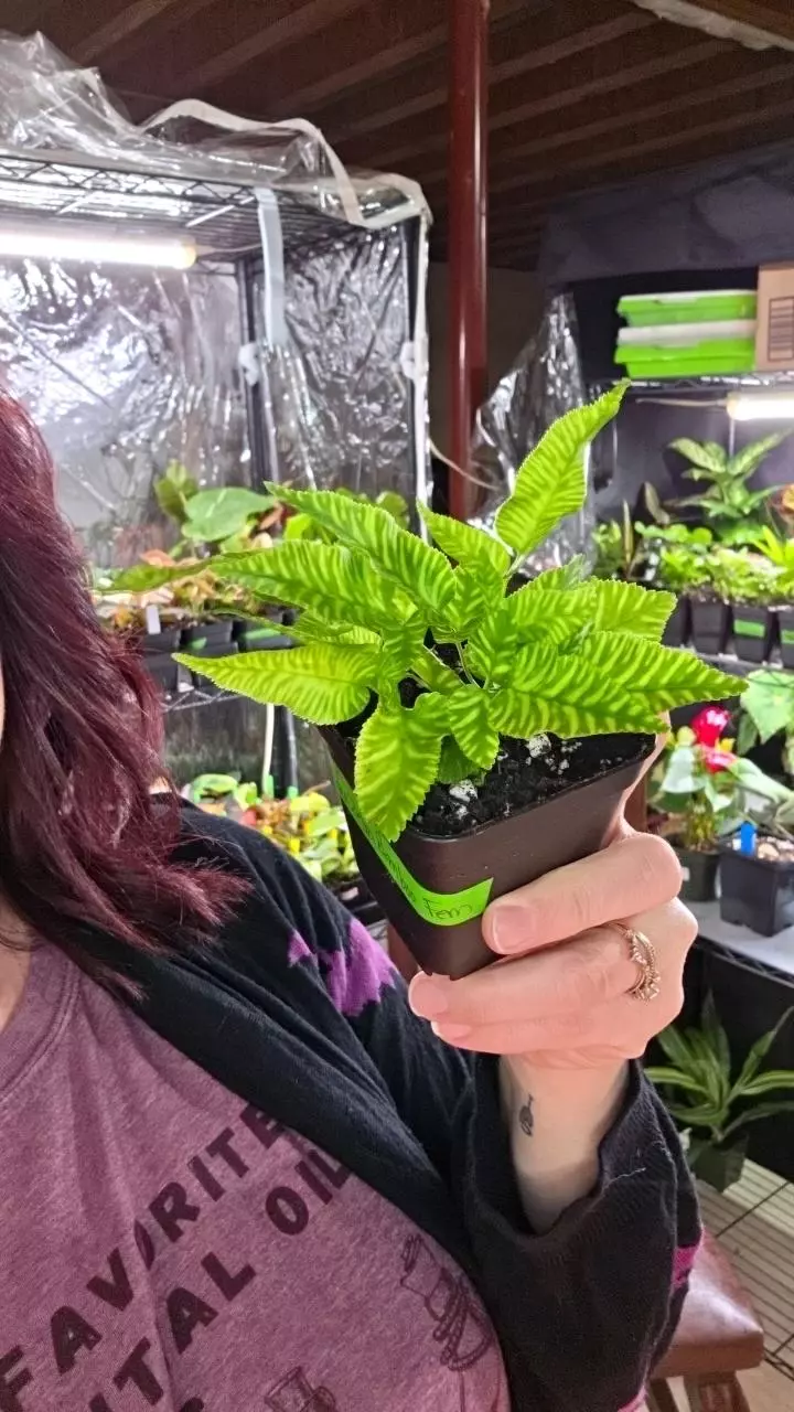 Golden Zebra Bamboo Fern thumbnail