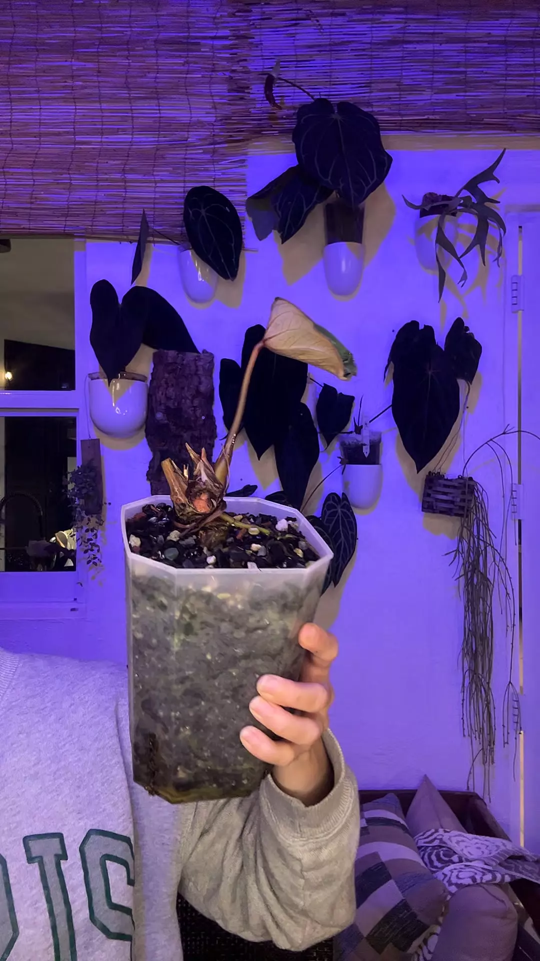 Mystery Stump #7 thumbnail