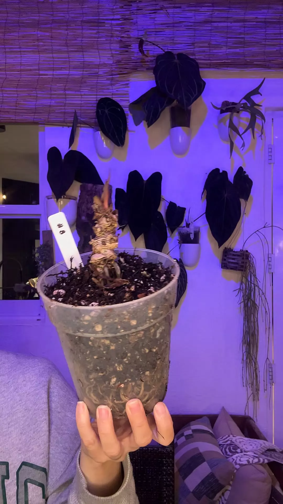 Mystery Stump #8 thumbnail