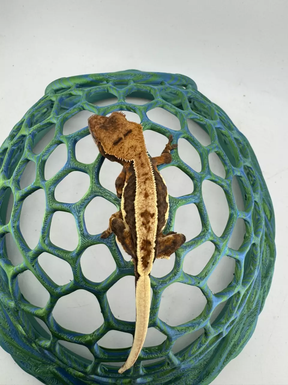 3JpRy25 NPV 7.87g Lilly White Crested Gecko thumbnail