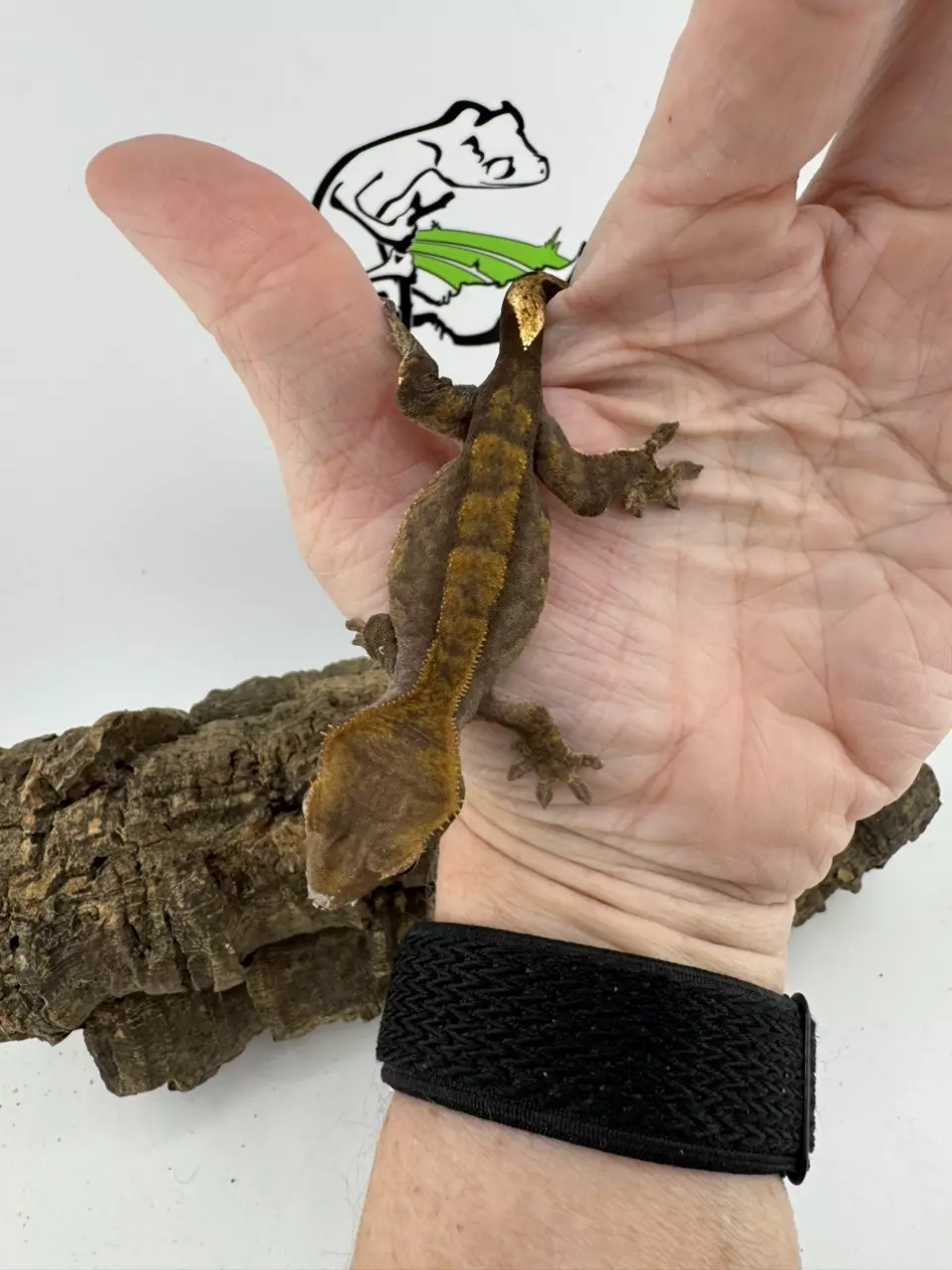 FF26 Dark Phantom from Morph Menagerie thumbnail