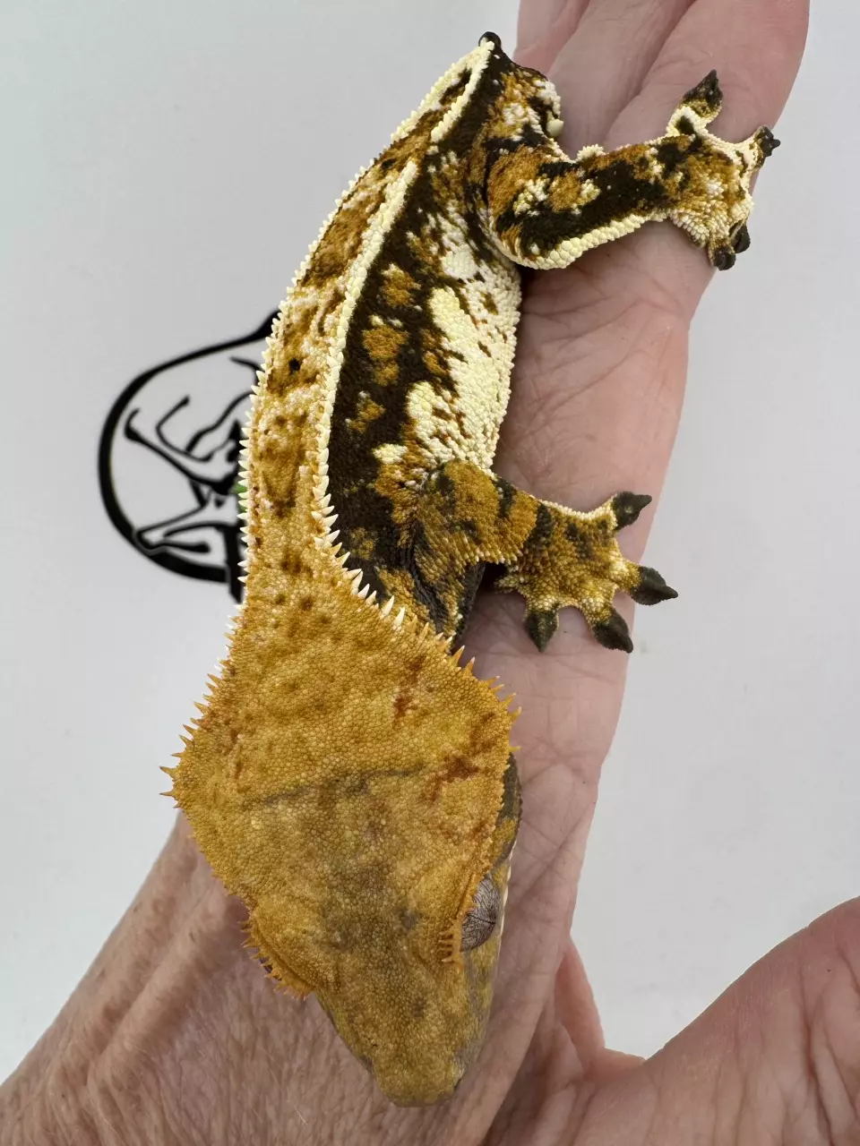 Xavian 28g Male Tricolor (Elixir & Batcrackers- MM) thumbnail