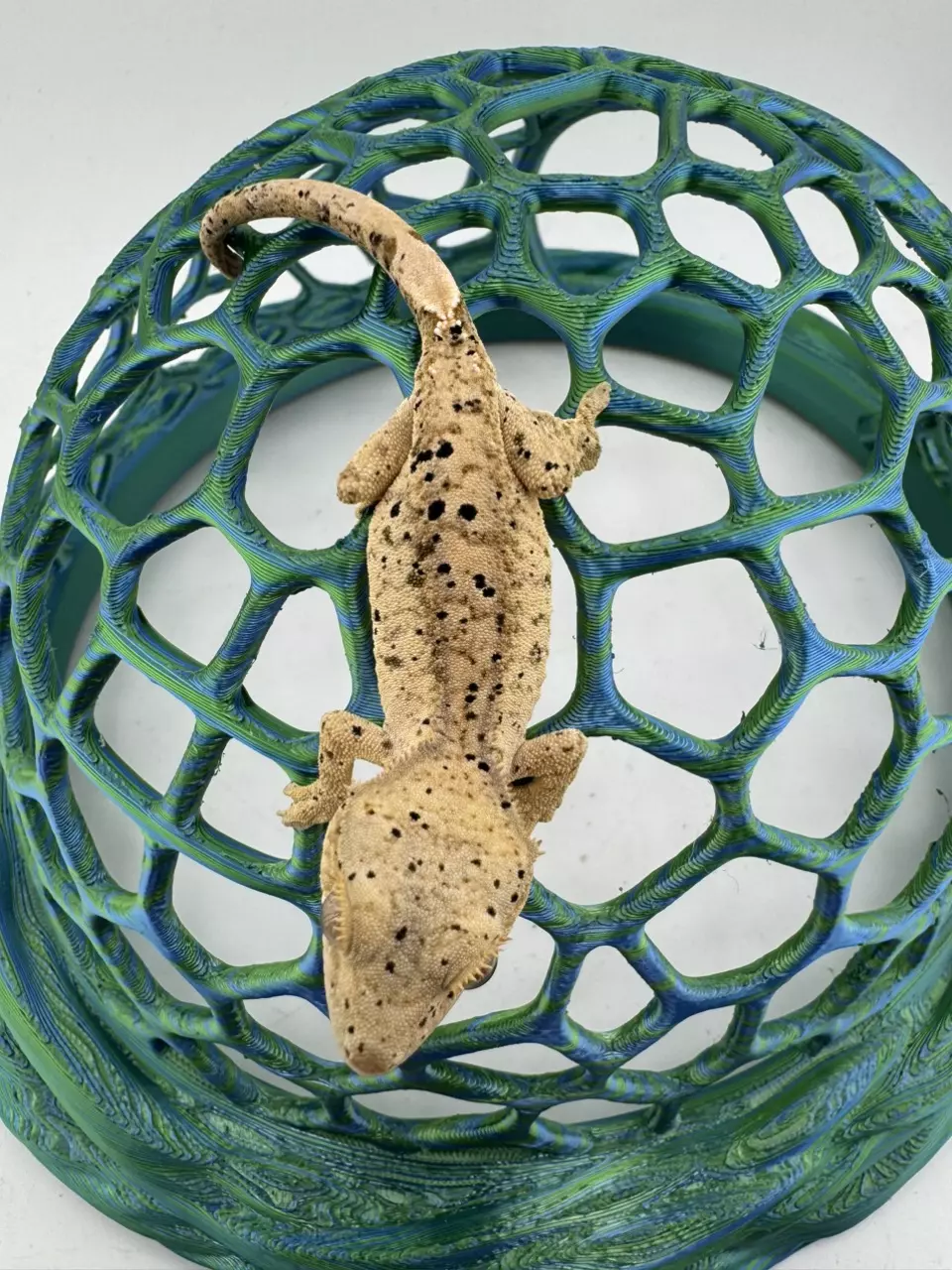 5LyCo25 6.5g Yellow Inkspot Super Dalmatian thumbnail