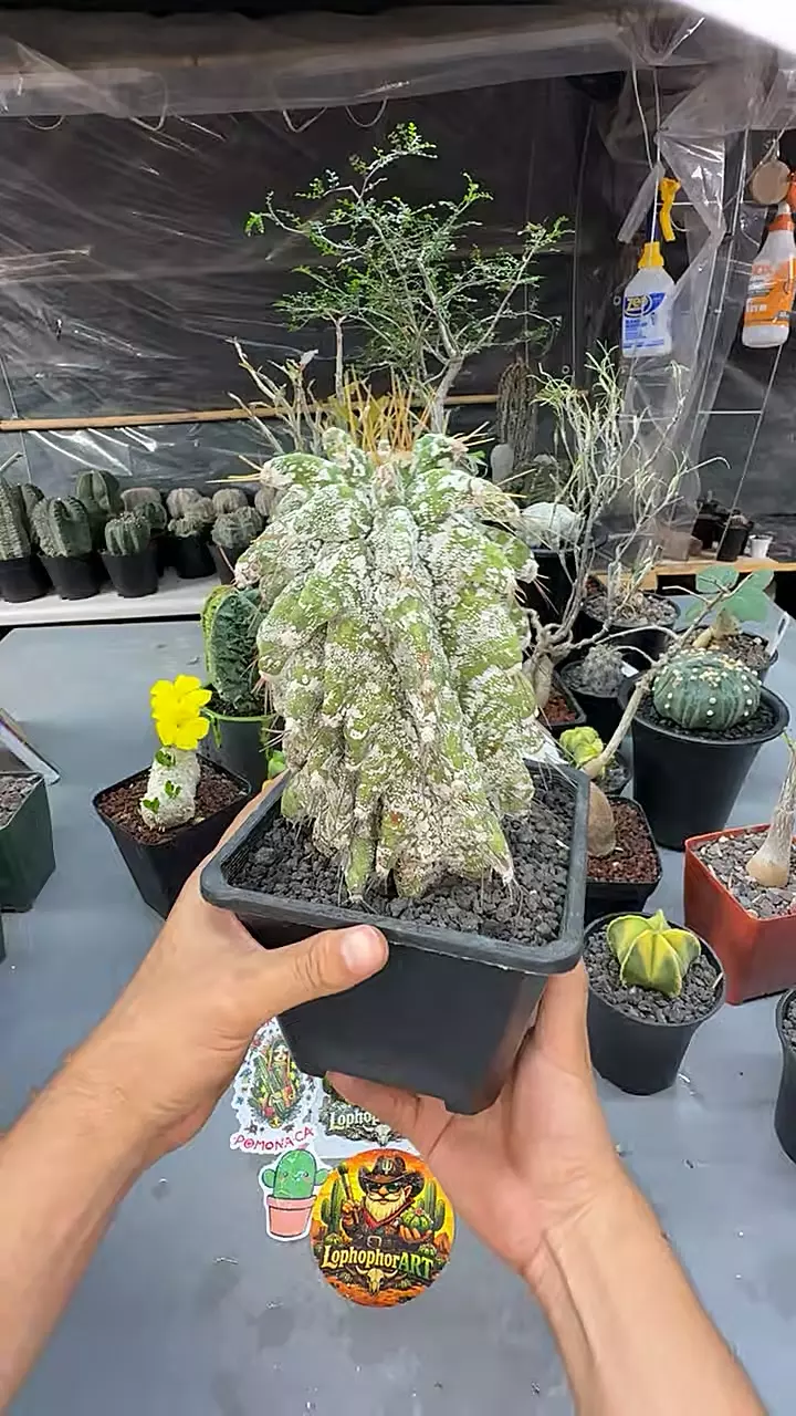 Astrophytum Ornatum Kikko (Own Roots) 0690 thumbnail