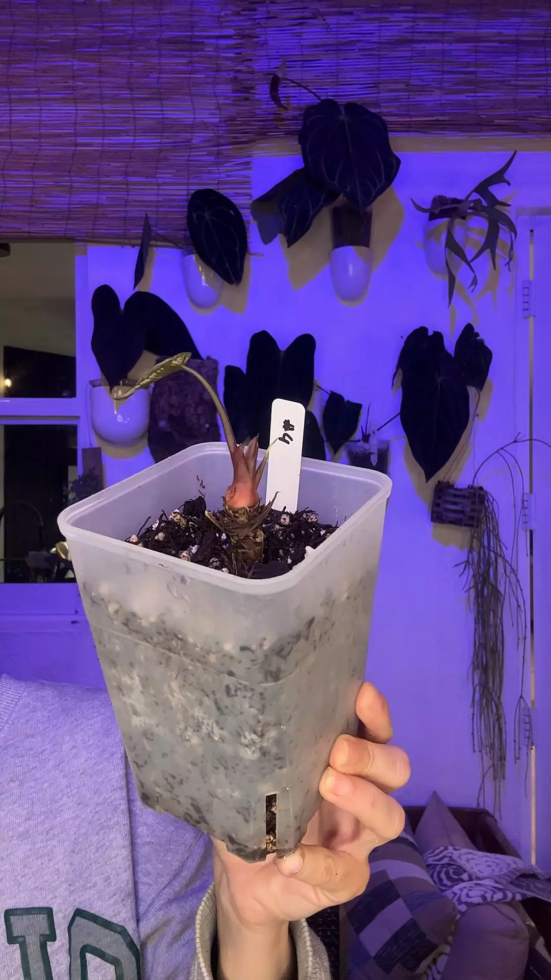 Mystery Stump #4 thumbnail