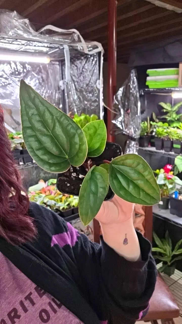 Anthurium Rad×Lux thumbnail