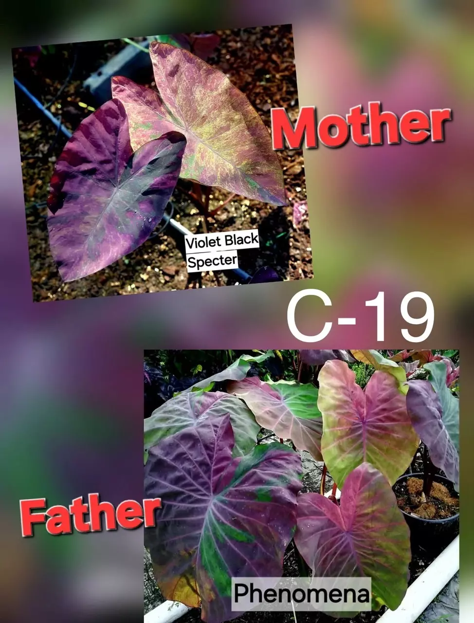 NEW VARIETY c19 Colocasia seeds thumbnail