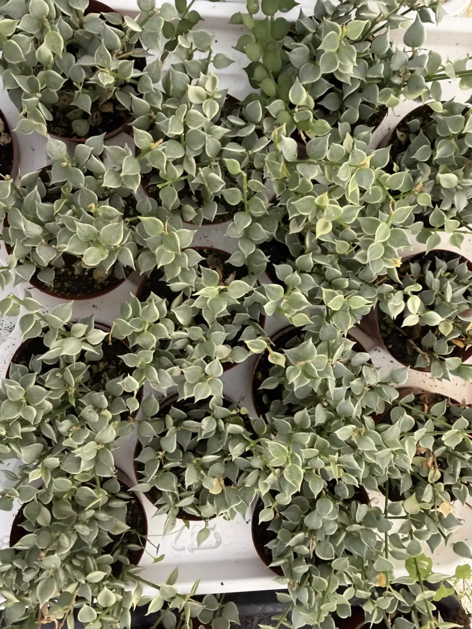 million hearts v 2” GP thumbnail