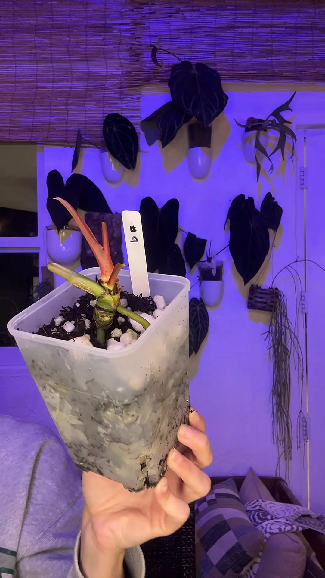 Mystery Stump #9 thumbnail