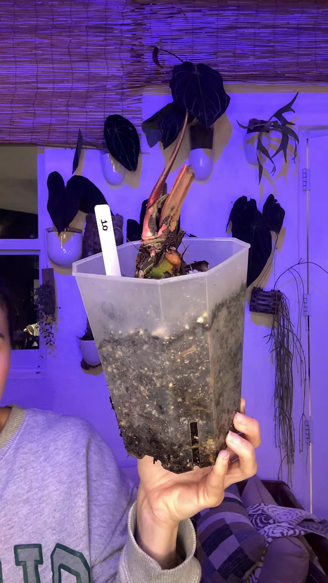 Mystery Stump #10 thumbnail