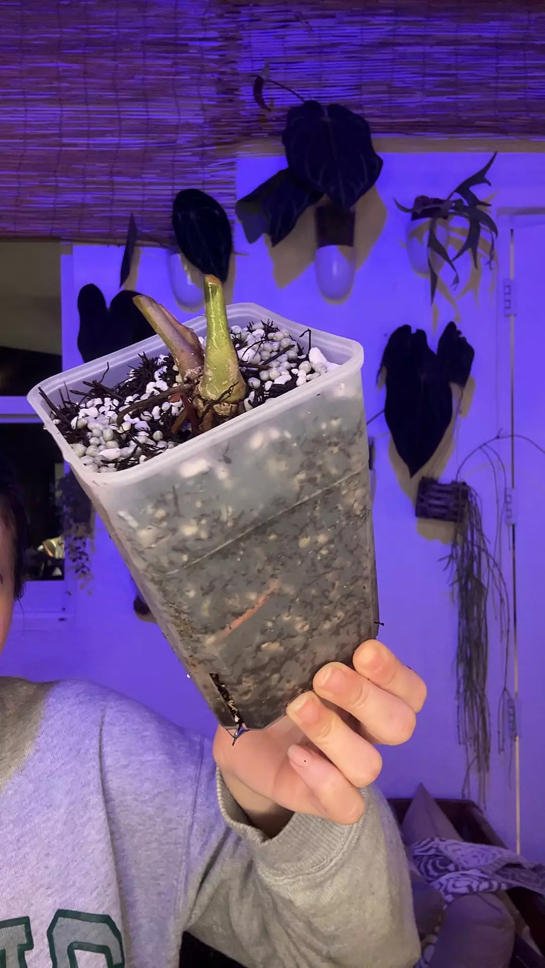 Mystery Stump #13 thumbnail