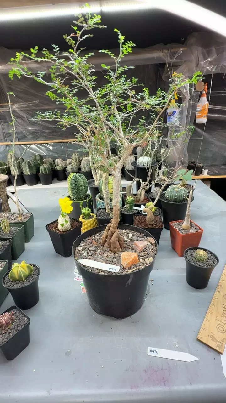 0031 Operculicarya Decaryi thumbnail