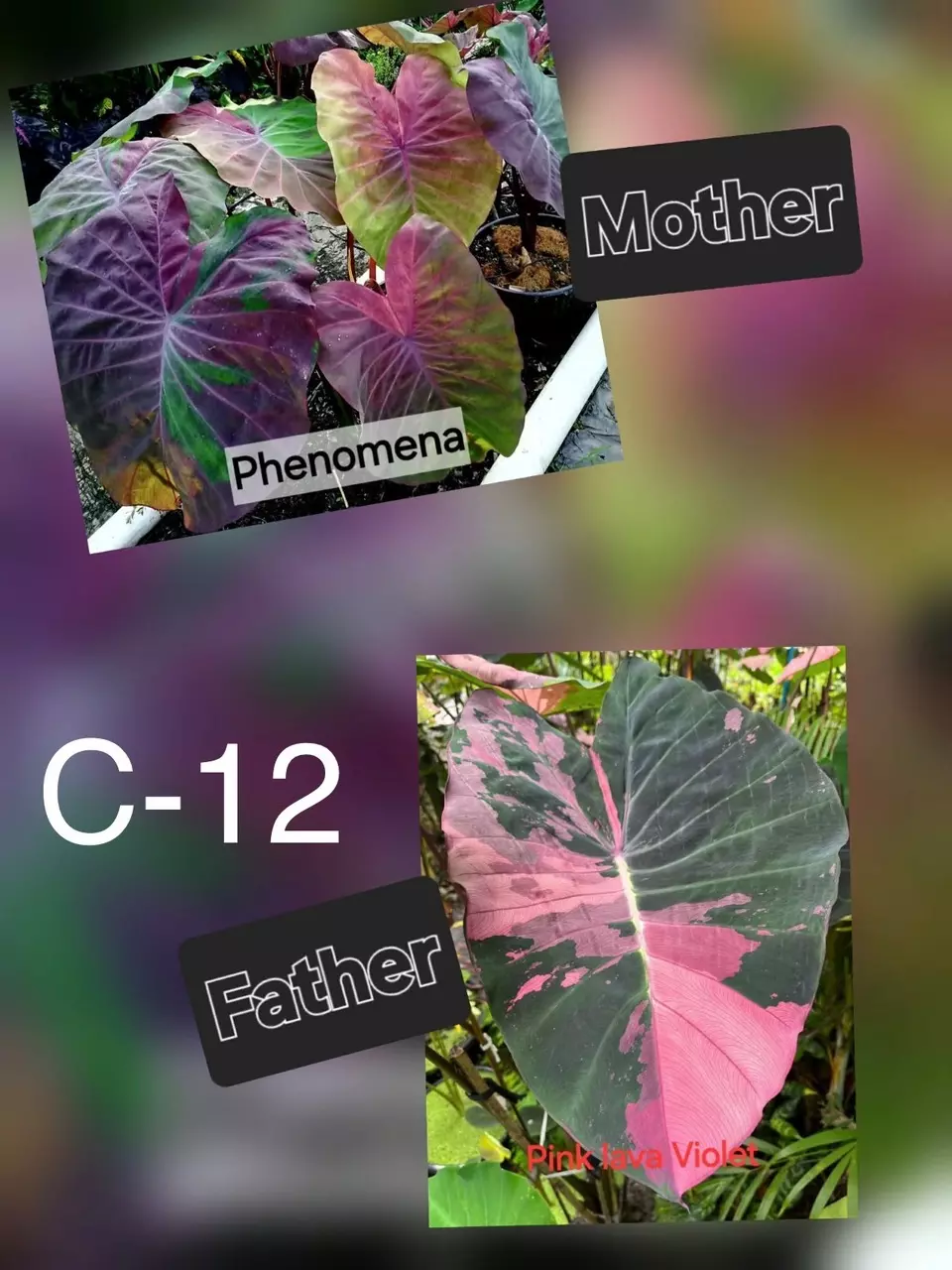 NEW VARIETY c12 Colocasia seeds thumbnail