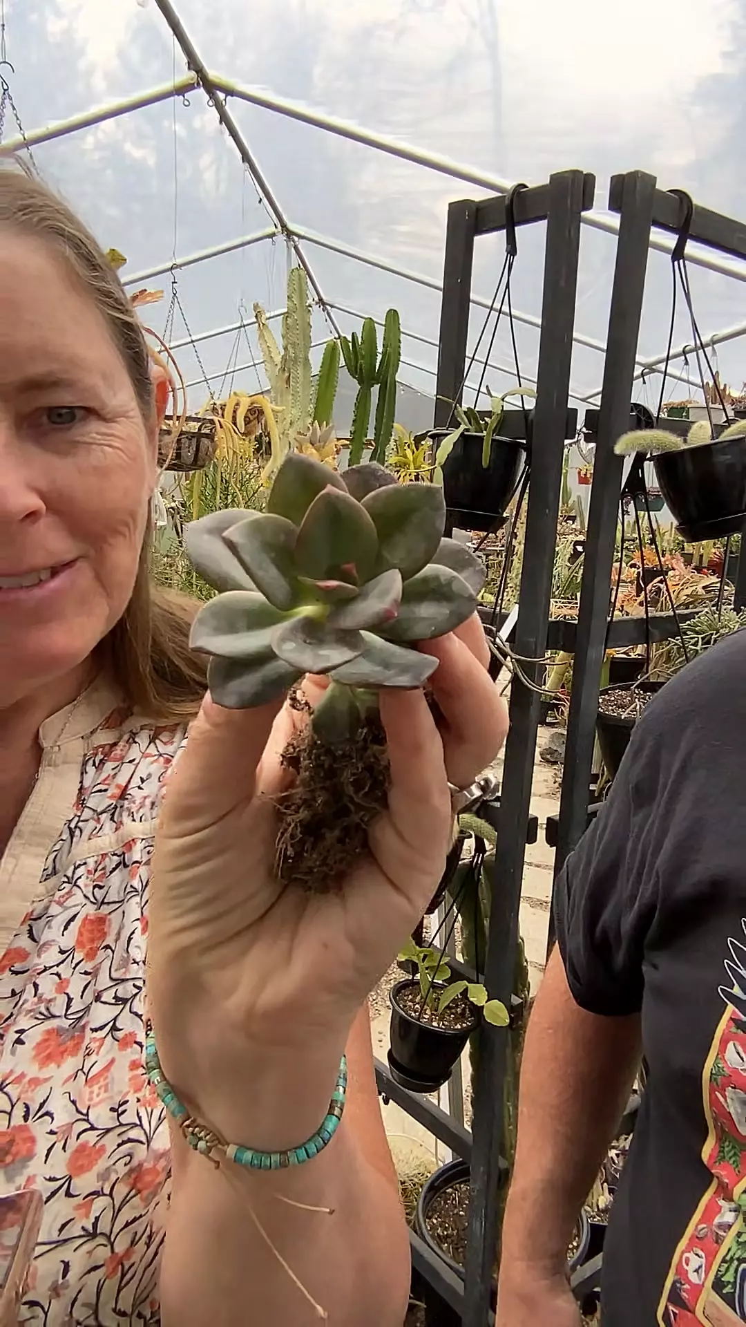 Echeveria Chroma 3” thumbnail