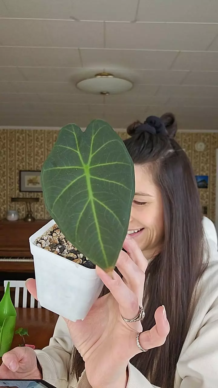 Alocasia 'Regal Shield' thumbnail