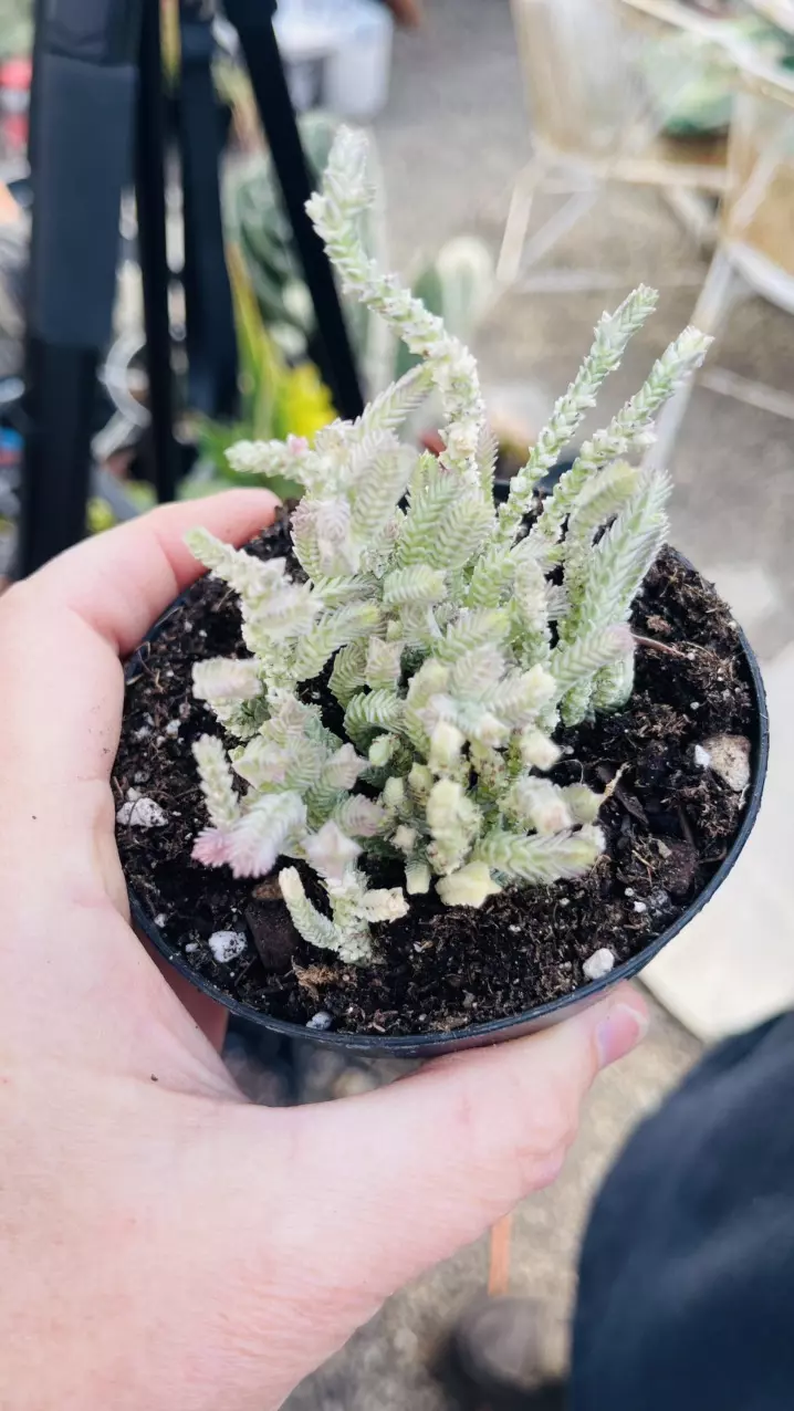 Crassula Variegated Watch Chain 3” thumbnail