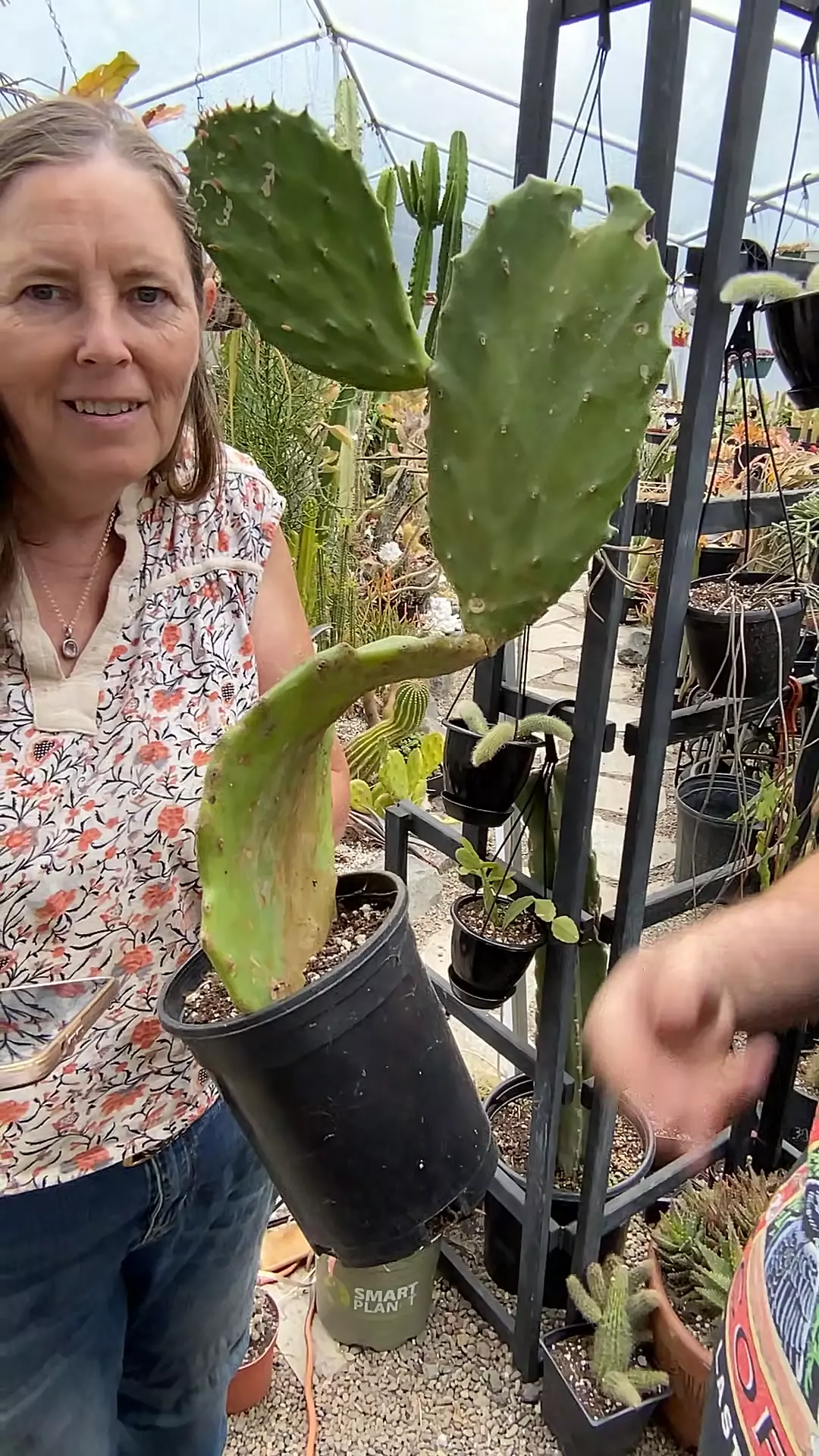 Cactus Gomea Opuntia gallon thumbnail