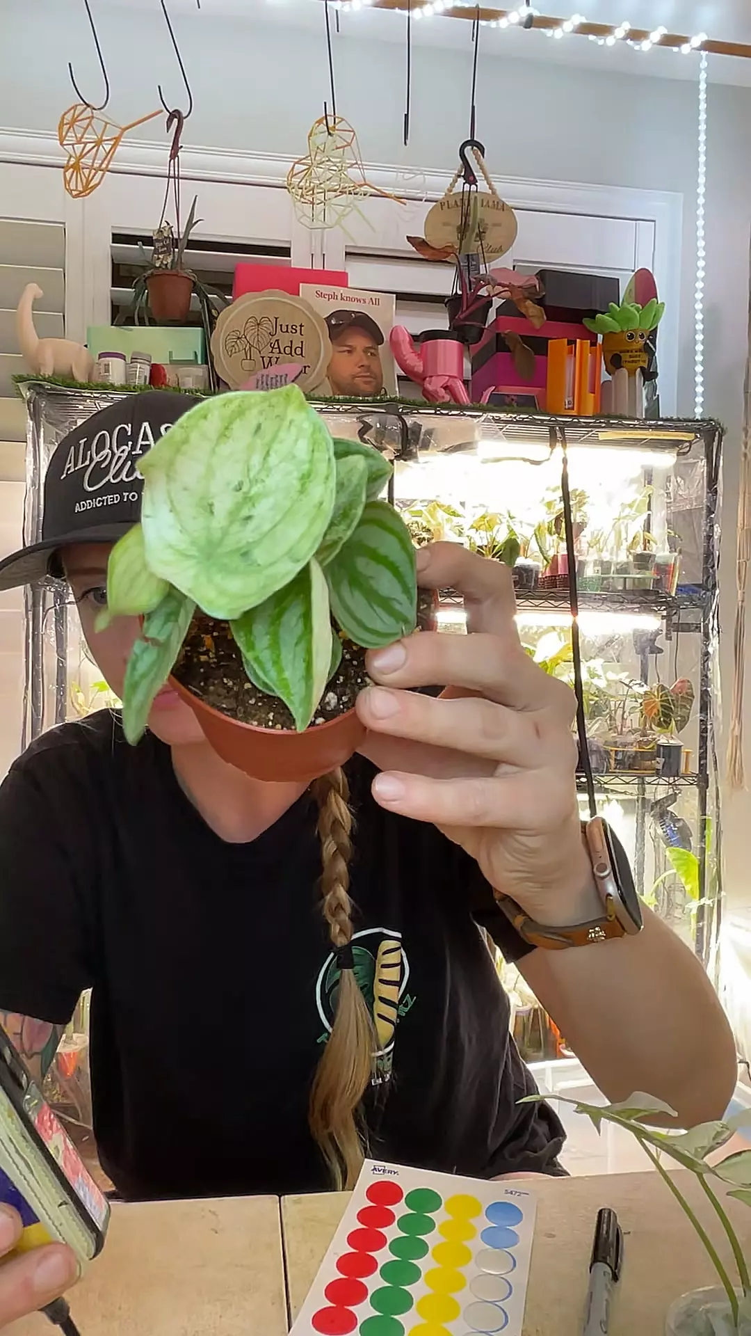 2931 gold dust pep thumbnail