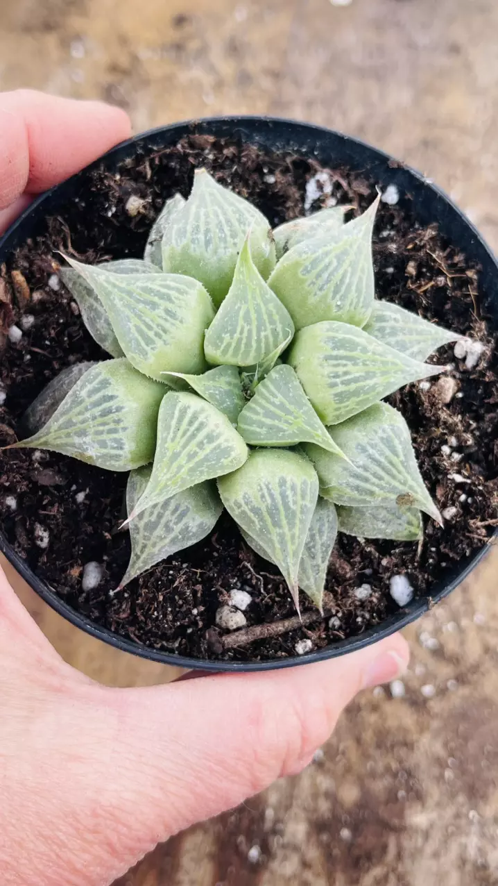 Haworthia Magnifica var. Acuminata 3” thumbnail