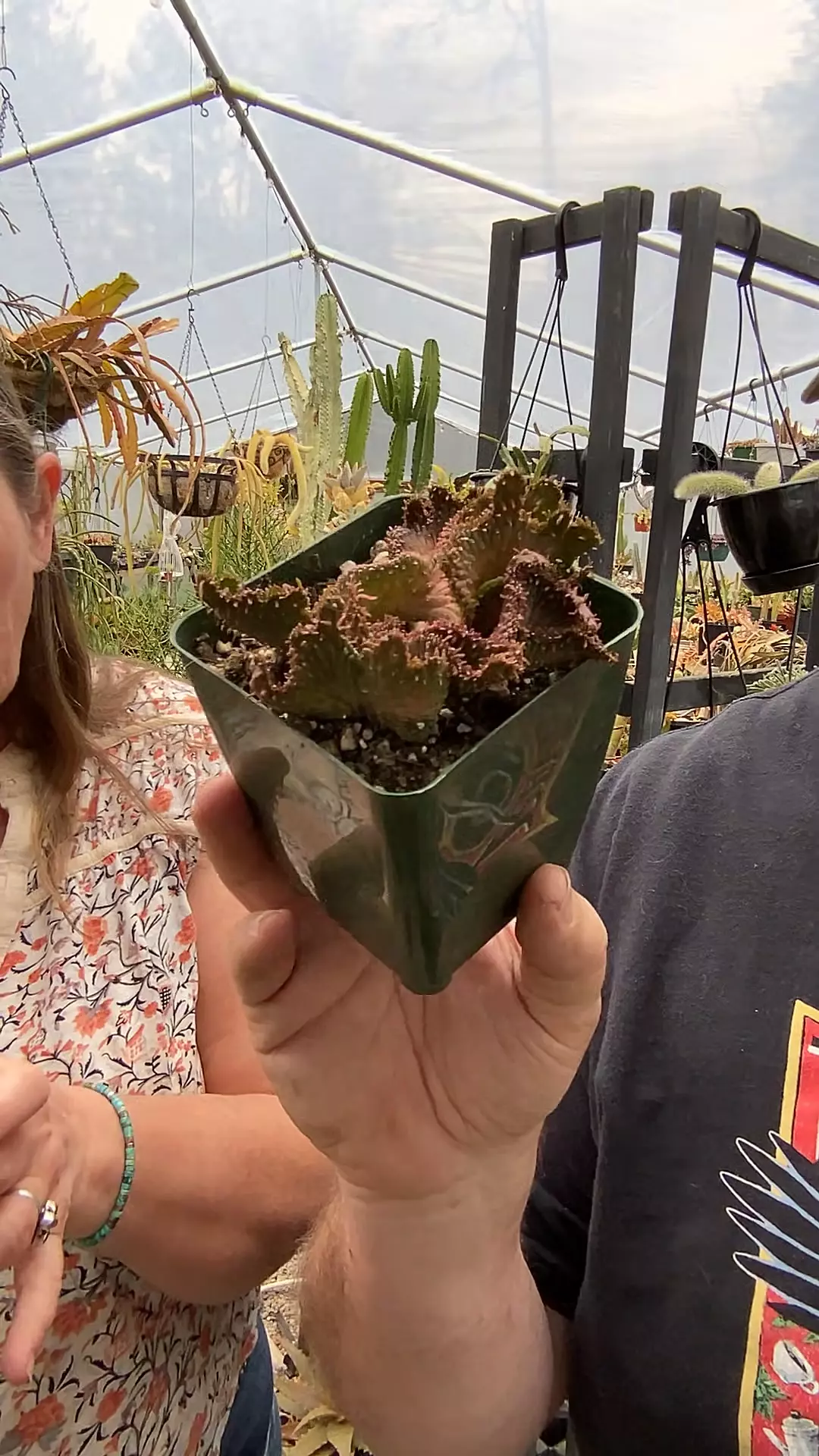 Euphorbia Sea Lettuce 4” thumbnail