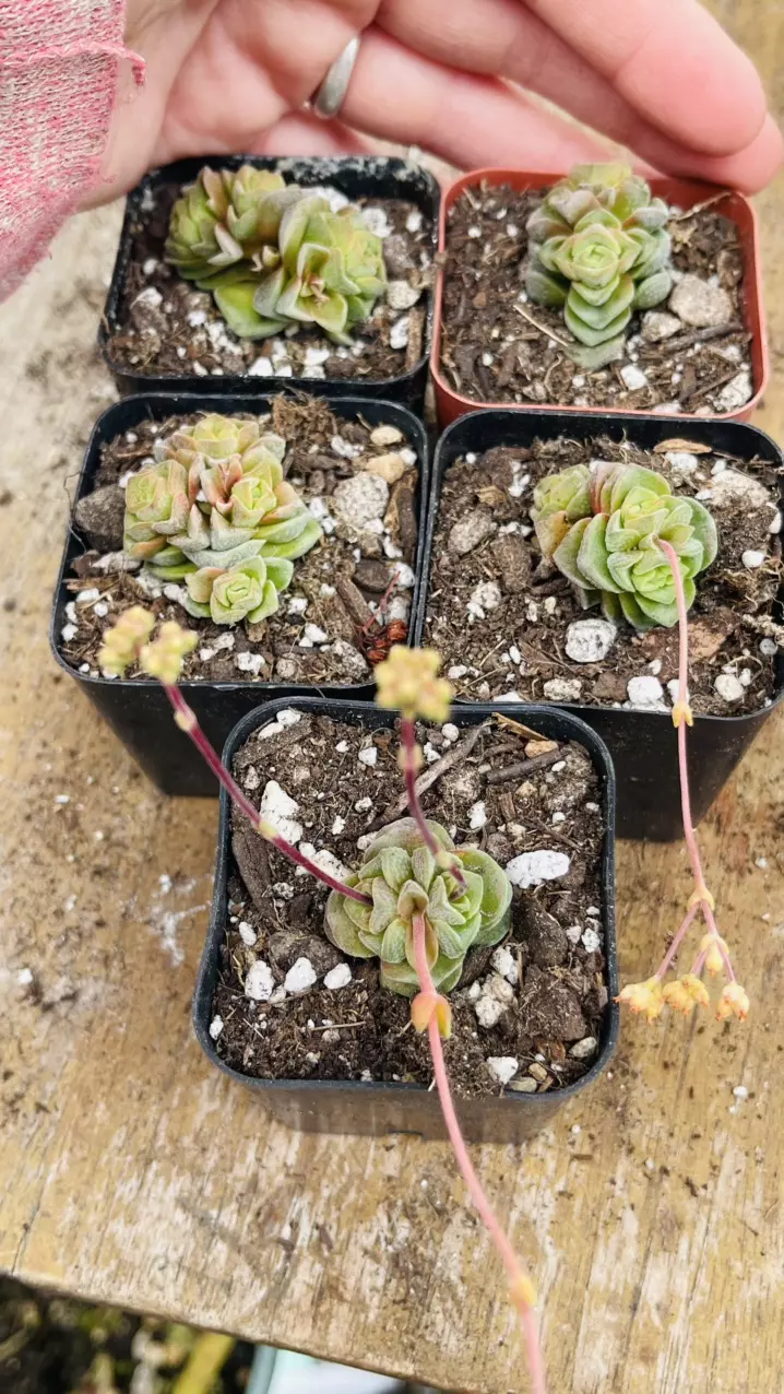 Crassula Dorothy 2” thumbnail