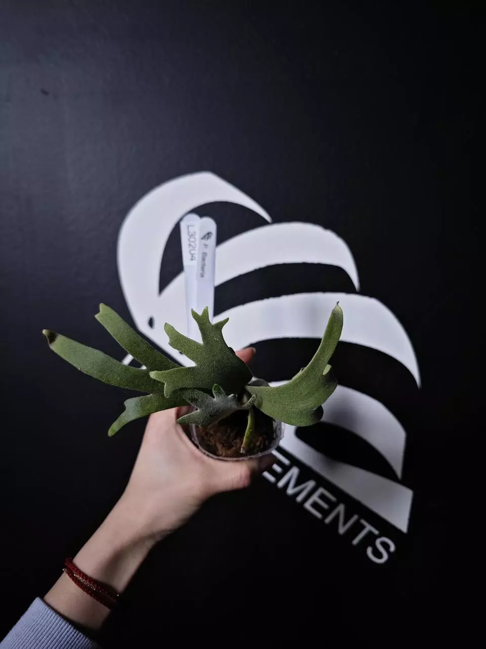 L30204 Platycerium Bacteria thumbnail