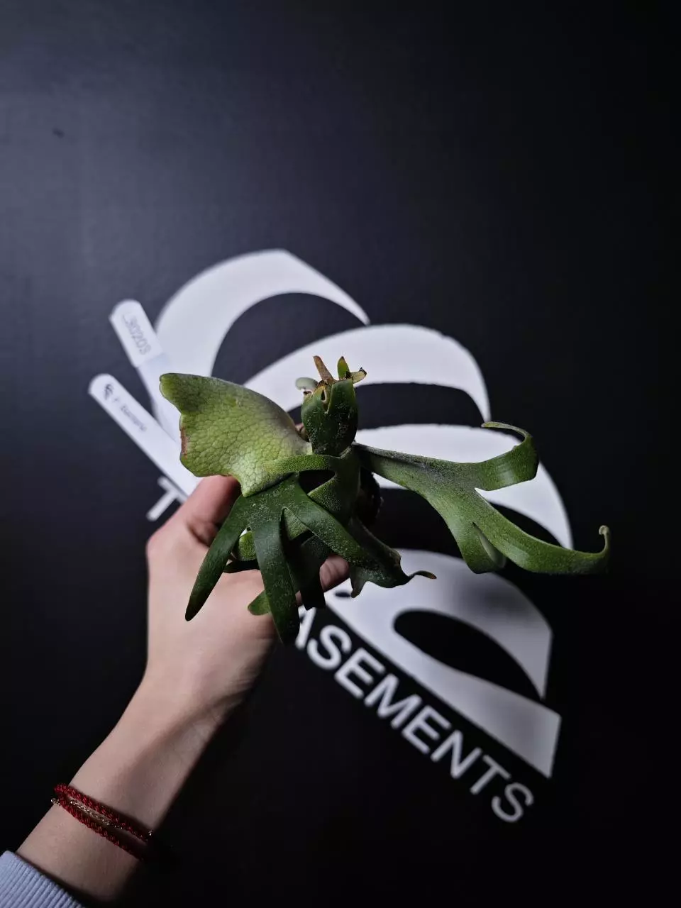 L30203 Platycerium Willinckii Bacteria thumbnail