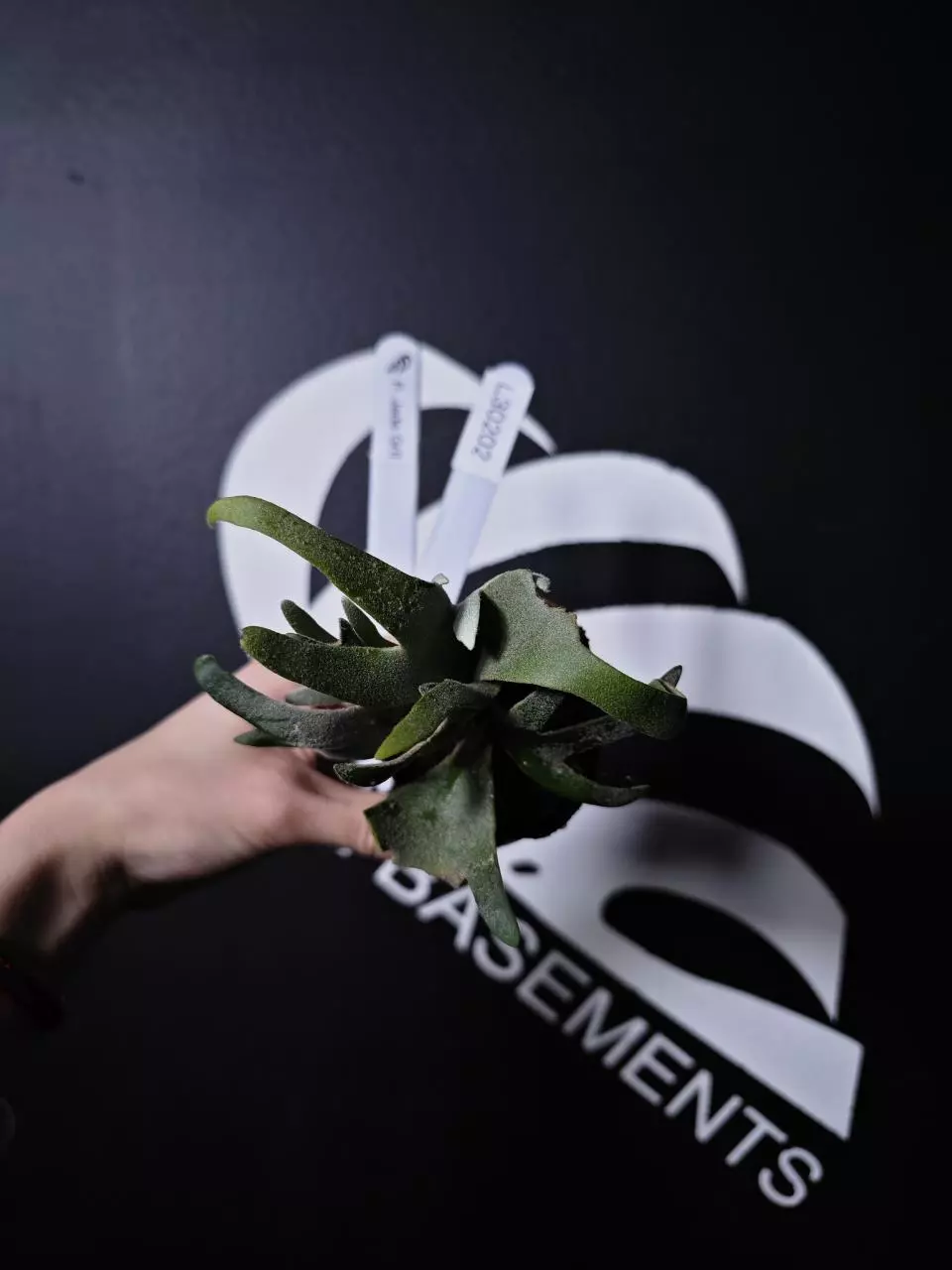 L30202 Platycerium Jade Gril thumbnail