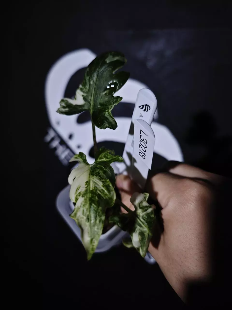 L30218 Alocasia Brancifolia Albo thumbnail